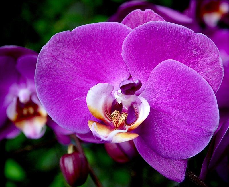 significado de las orquídeas, orquídeas moradas