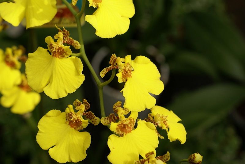 significado de las orquídeas, orquídeas amarillas