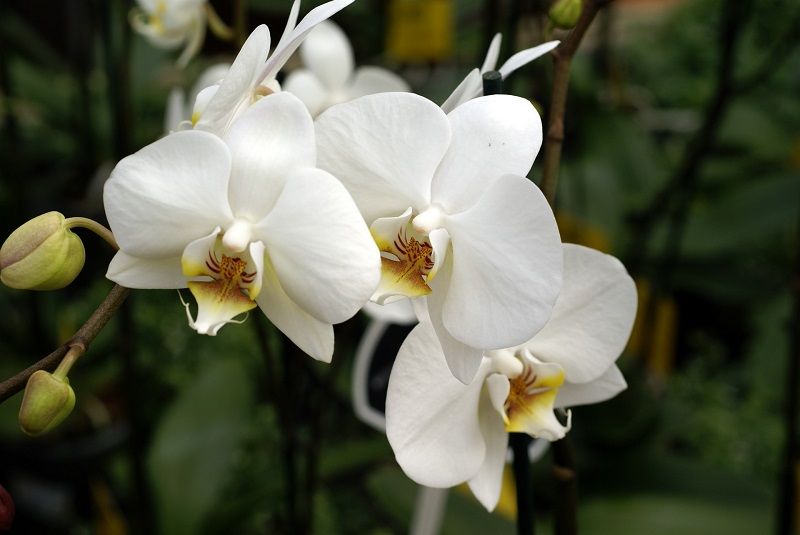significado de las orquídeas, orquídeas blancas