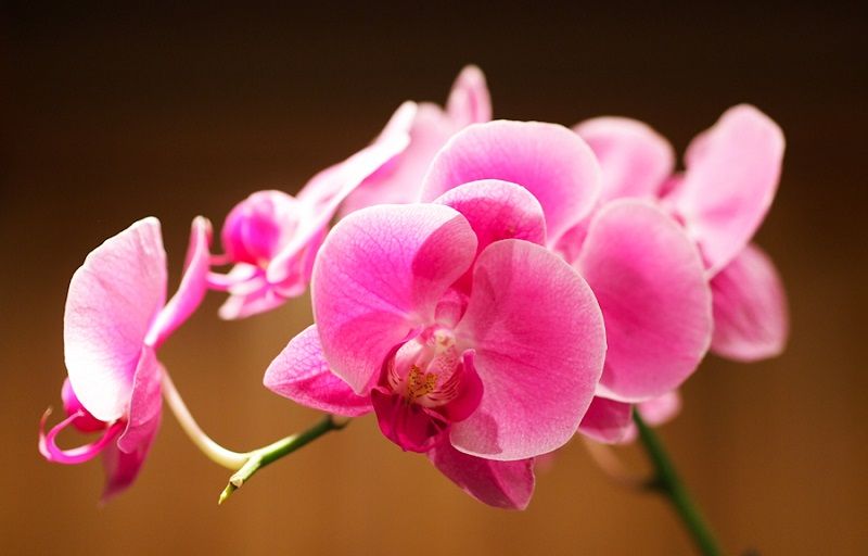 significado de las orquídeas, orquídeas rosas