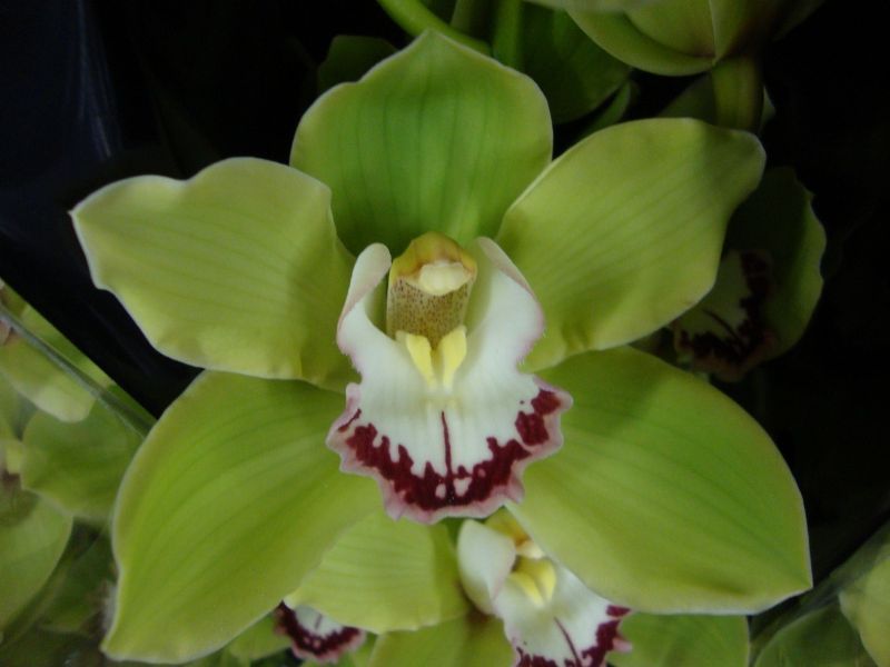 significado de las orquídeas, orquídeas verdes
