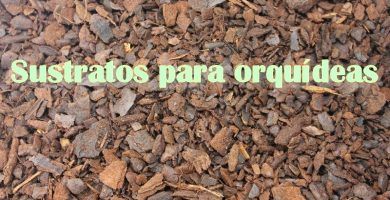 sustrato para orquídeas