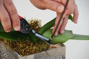 tijeras para podar una orquídea