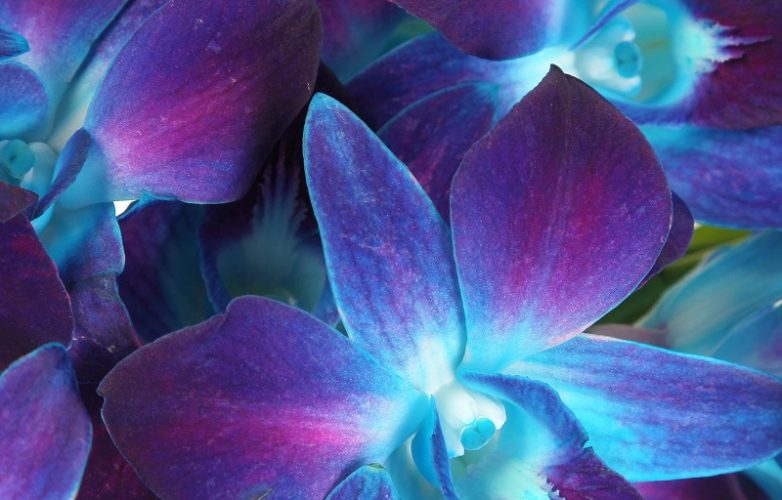 ▷ Orquídeas Azules【 Significado, Cuidados, Fotos de Orquídeas 】