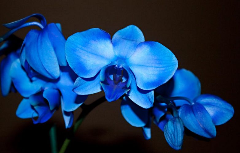 ▷ Orquídeas Azules【 Significado, Cuidados, Fotos de Orquídeas 】