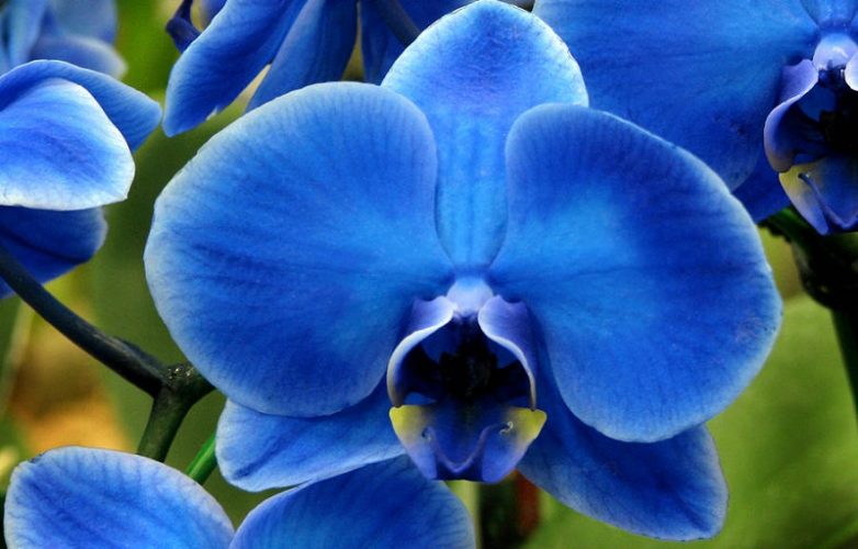 ▷ Orquídeas Azules【 Significado, Cuidados, Fotos de Orquídeas 】