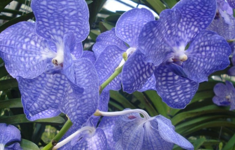 blue-orchids