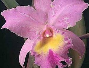 como combatir los virus, enfermedades de las orquídeas