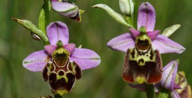 como reproducir orquídeas