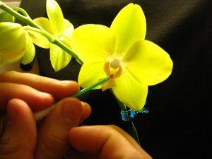 como reproducir orquídeas de forma sexual