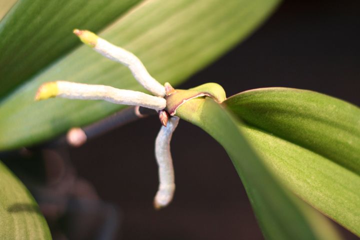 como reproducir orquídeas por esquejes de keikis