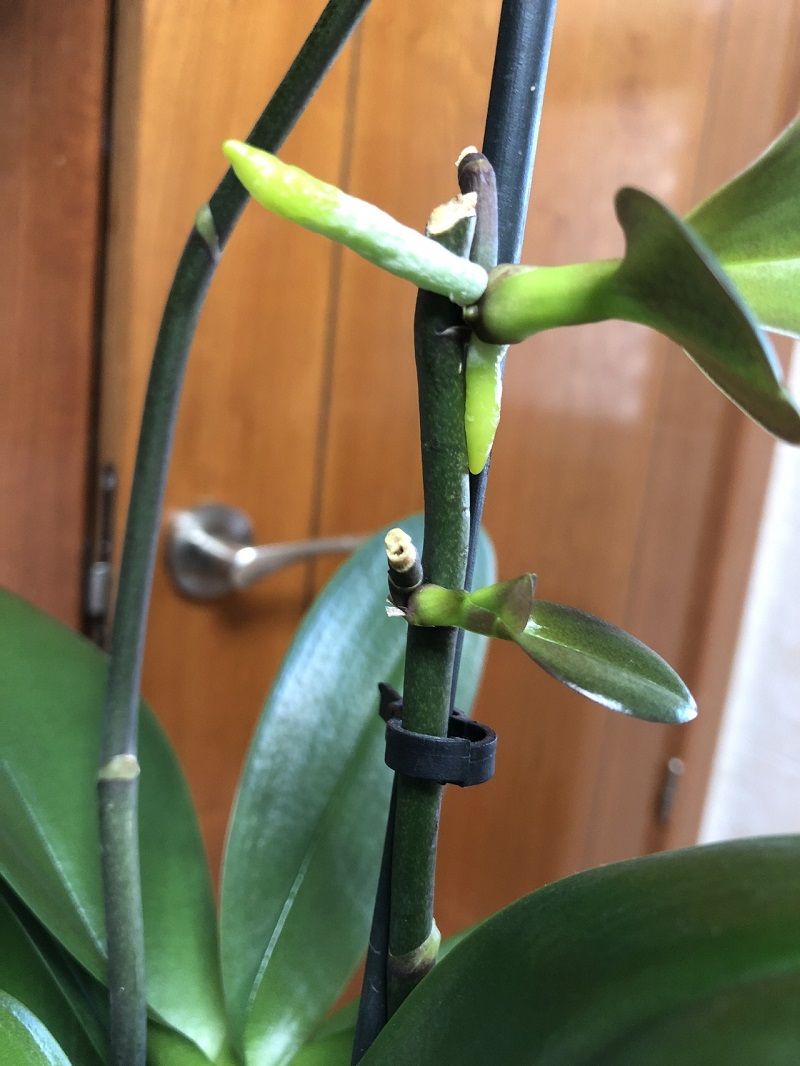 como reproducir orquídeas por keikis