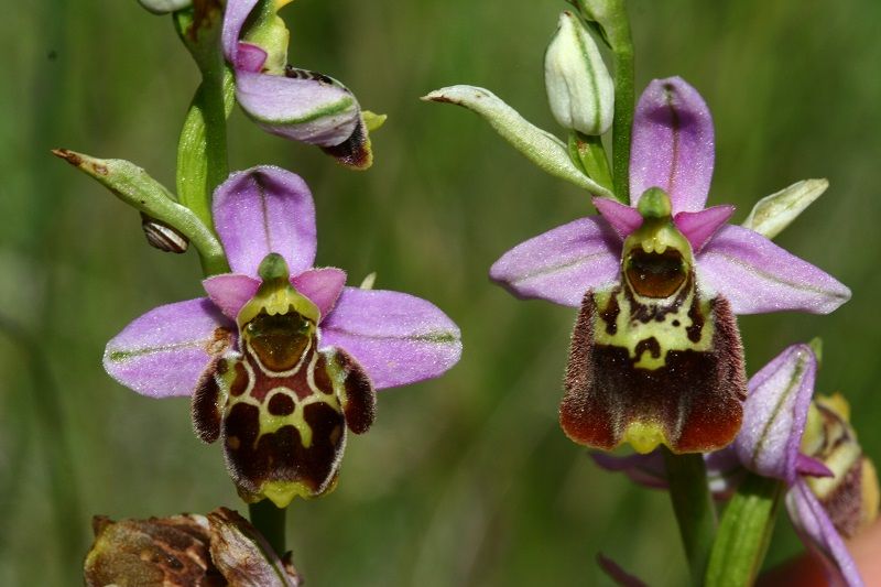 como reproducir orquídeas