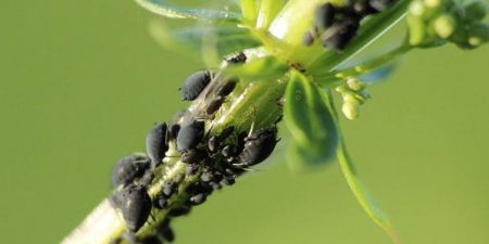 Enfermedades de las Orquídeas