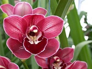 Cymbidium Orchid - My Garden Guide