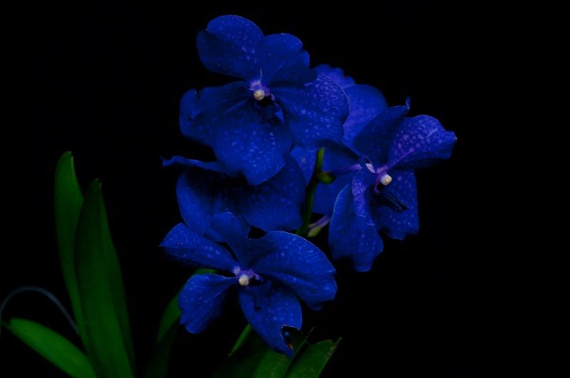 ▷ Orquídeas Azules【 Significado, Cuidados, Fotos de Orquídeas 】