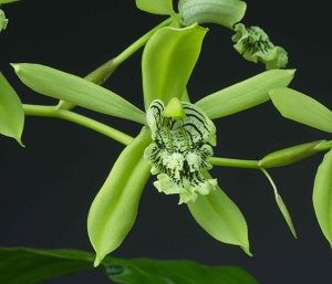 orquídea coelogyne, ficha
