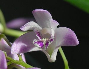 orquídea dendrobium, ficha