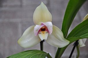 orquídea lycaste, ficha