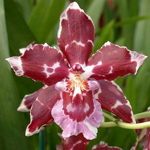 orquídea odontoglossum, ficha