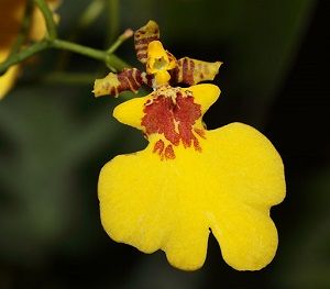 orquídea oncidium, ficha