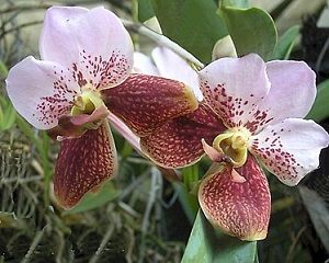 orquídea vanda, ficha