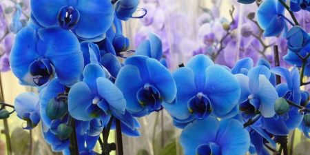 Orquídeas Azules