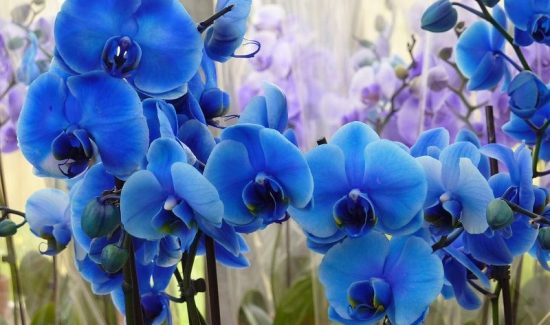 Orquídeas Azules