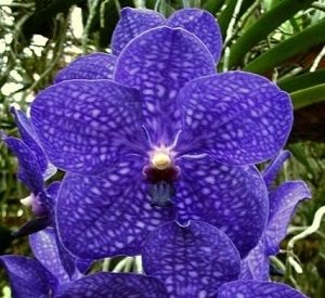 orquídeas azules, ficha orquídea vanda azul