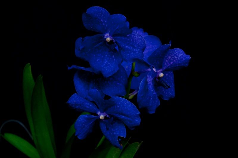 orquídeas azules, variedad vanda