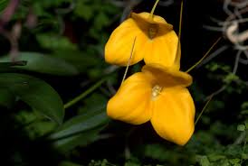 orquídeas madevallia, ficha