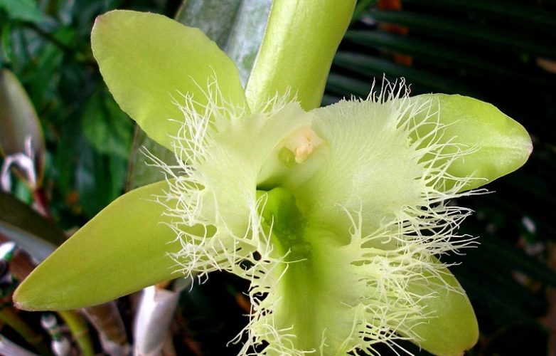 brassavola Digbyana