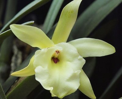 Brassavola