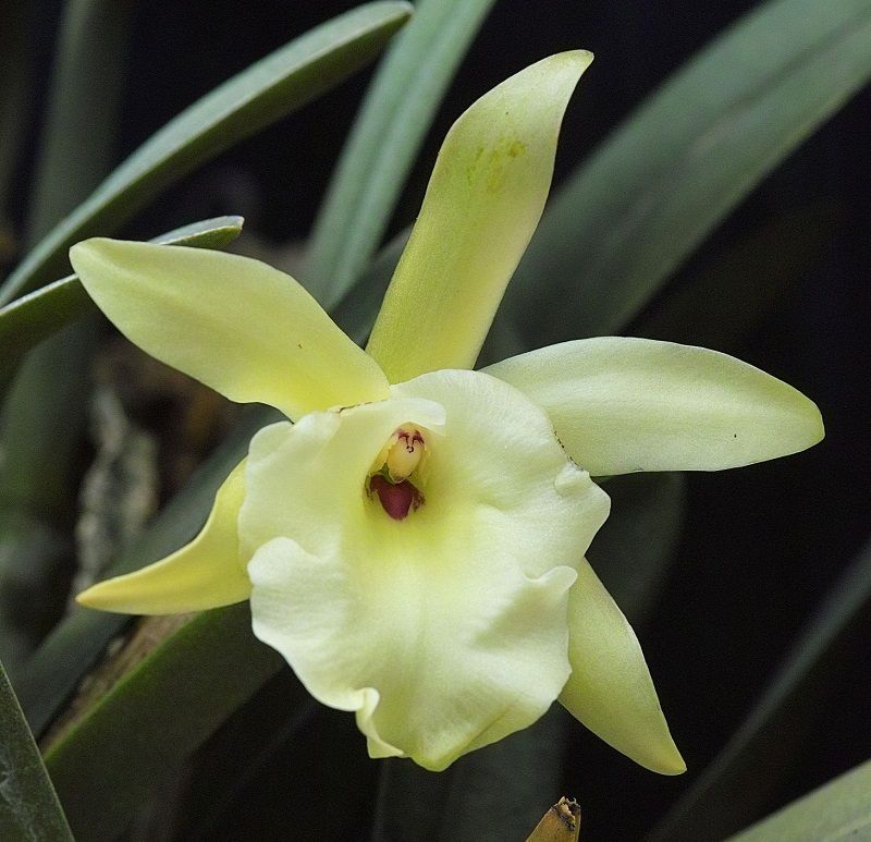 brassavola glauca