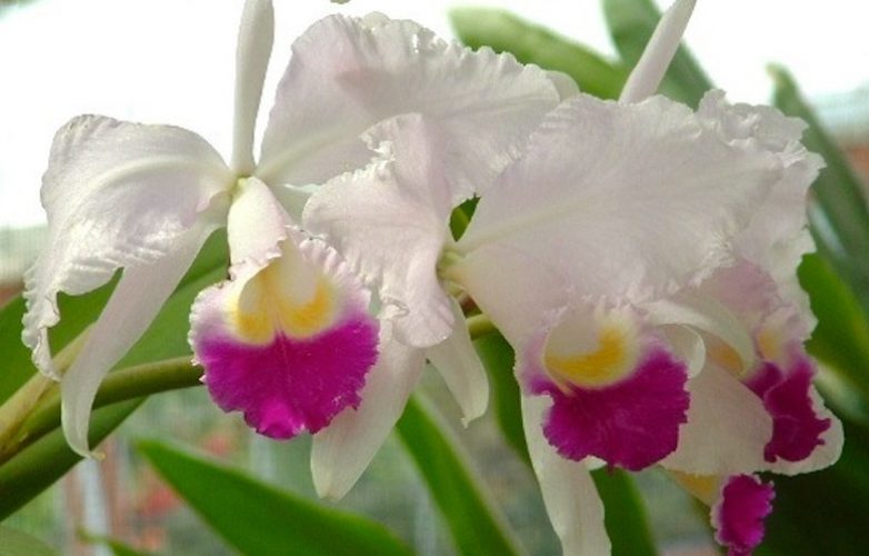 cattleya trianae