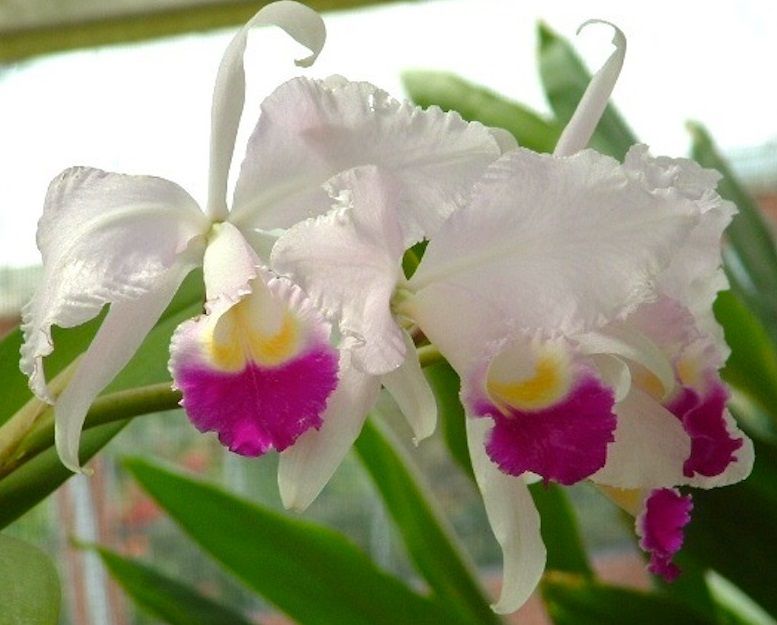 orquídea cattleya trianae
