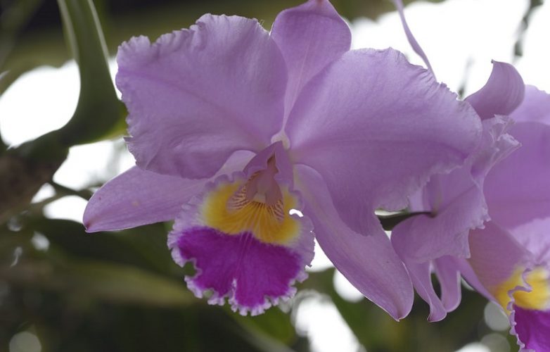 flor nacional de colombia, orquídea cattleya trianae