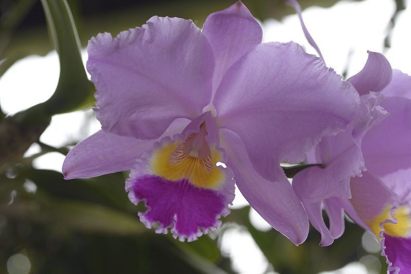 flor nacional de colombia, orquídea cattleya trianae