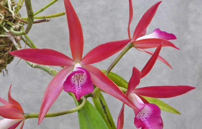 orquídea brassavola