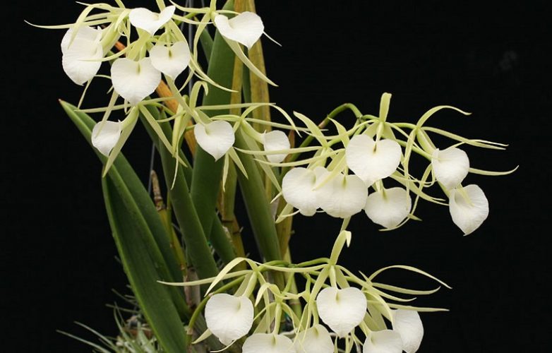 orquídea brassavola nodosa