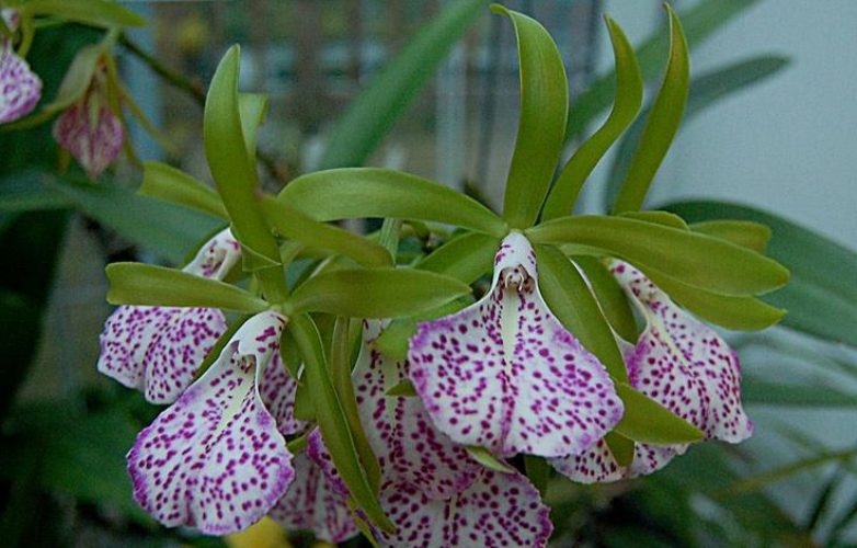 orquídea brassavola venosa