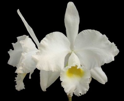 Cattleya Trianae