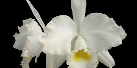 Cattleya Trianae