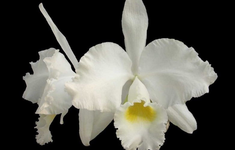 orquídea cattleya trianae, variedad alba