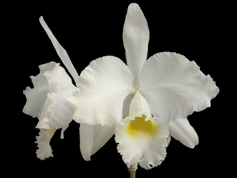 orquídea cattleya trianae, variedad alba