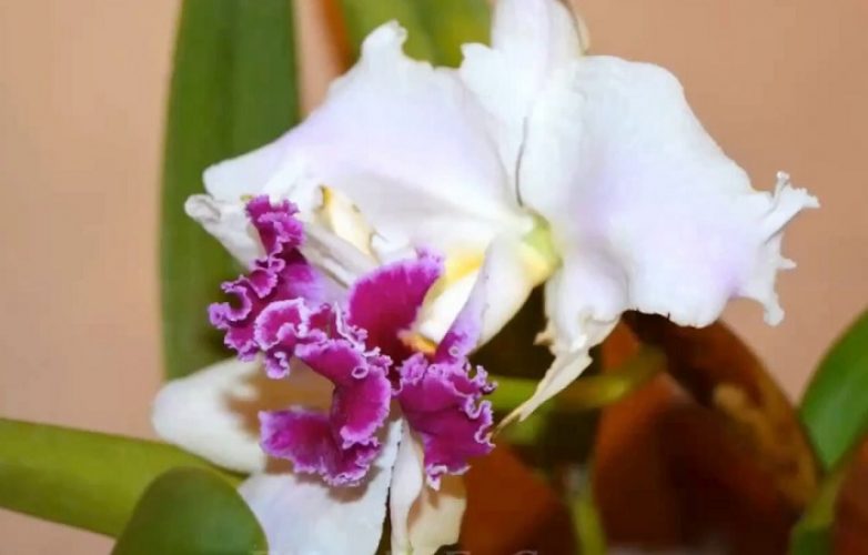orquídea colombiana, cattleya trianae