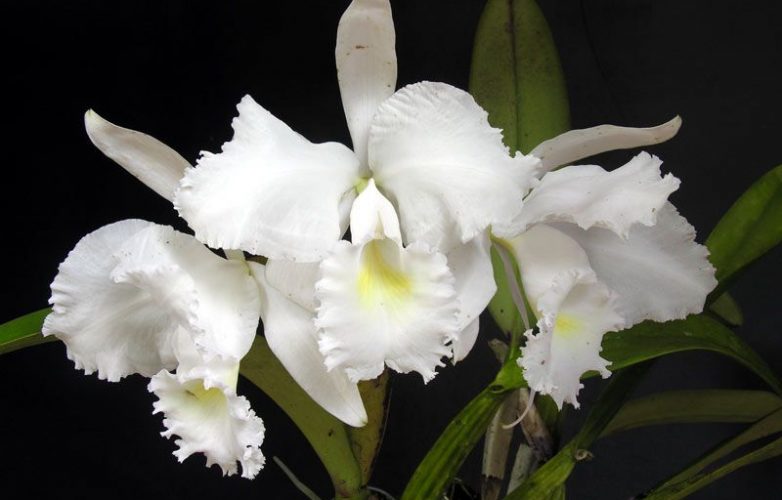 orquídea colombiana, cattleya trianae alba pura