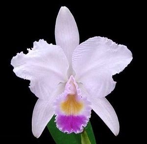 orquídea cattleya trianae, ficha