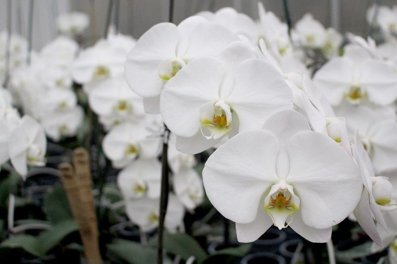Cultivo de orquídeas blancas