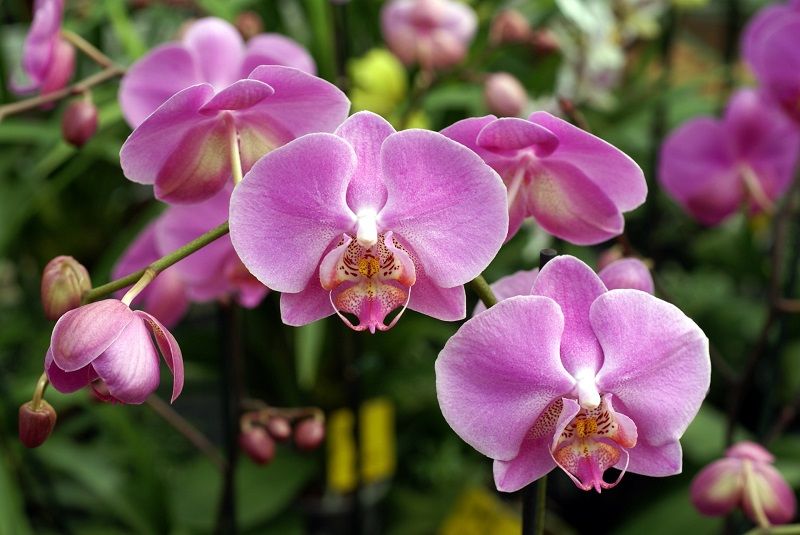 Cultivo de orquídeas rosa